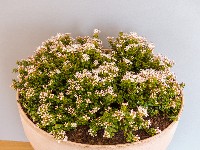 Leiophyllum buxifolium prostratum